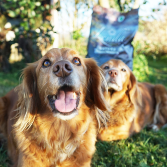 Perro-Cliente-1.jpg