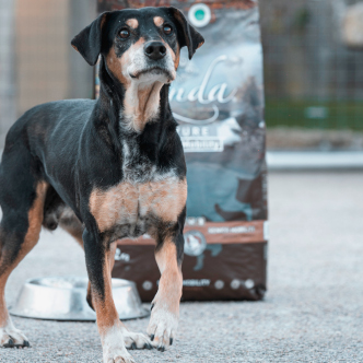 Perro-Cliente-4.jpg