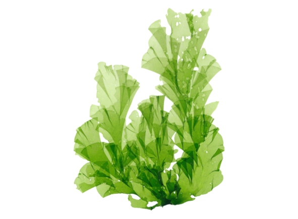 Seaweed
