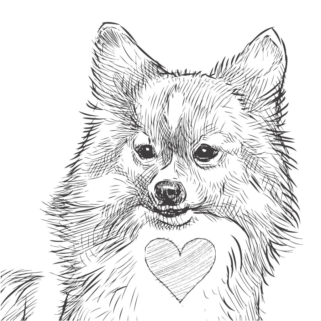 Dog Special Care